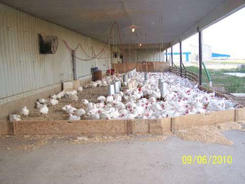 Lp Farm Fresh Chicken